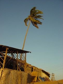  A lone palm tree flaps in the wind