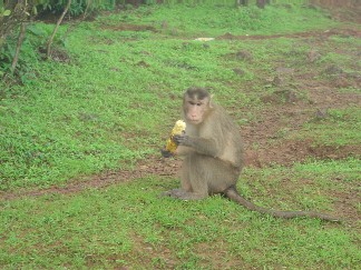  Monkey business