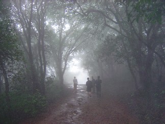  Misty walks